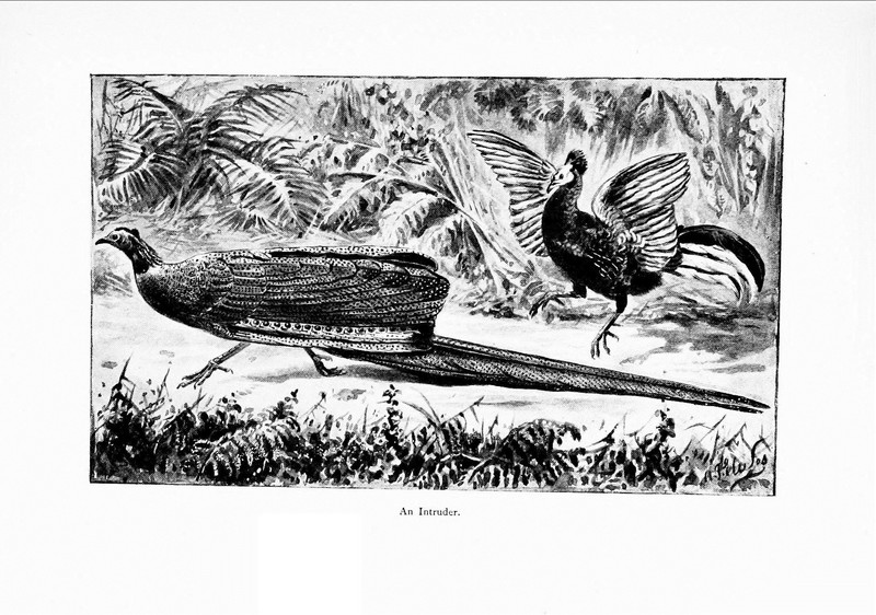 Wonders of the bird world (Pl. 12) (7995786847).jpg