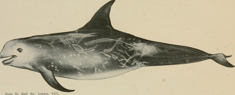 Annual report of the New Jersey State Museum - including a list of the specimens received during the year - financial report, with a report of the mammals of New Jersey and a supplement to former (18742633794).jpg