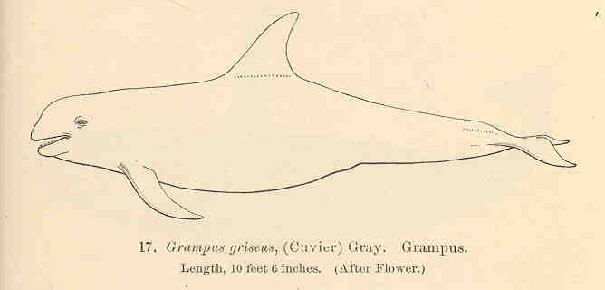 FMIB 34113 Grampus griseus, (Cuvier) Gray Grampus.jpeg