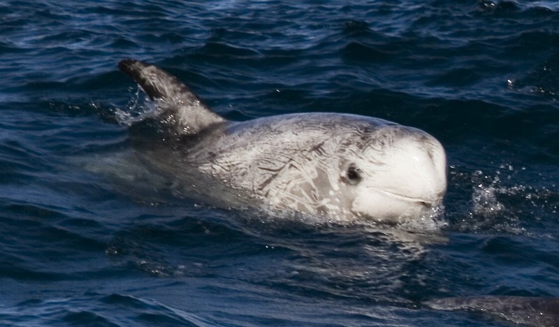 Risso's dolphin.jpg