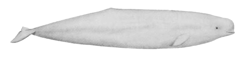 Delphinapterus leucas NOAA.jpg