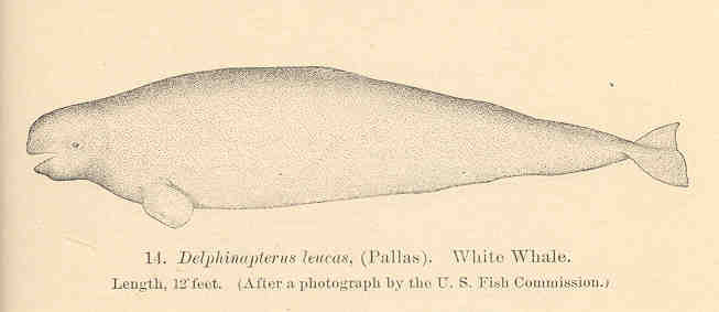 FMIB 34110 Delphinapterus leucas, (Pallas) White Whale.jpeg