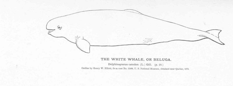 FMIB 50840 White Whale, or Beluga.jpeg