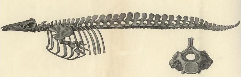 Delphinapterus leucas skeleton.jpg