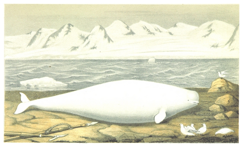 (1867) p077 Vitval (Delphinapterus leucas).jpg