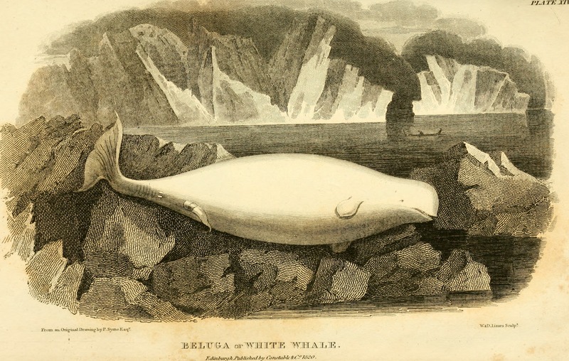 An account of the Arctic regions with a history and description of the northern whale-fishery (1820) (14780435622).jpg