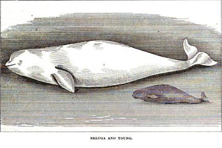 Beluga Hooperp42.png