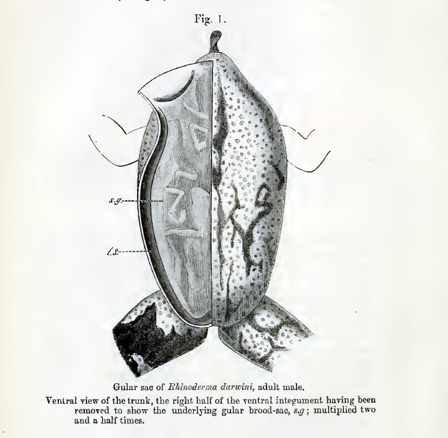 Rhinoderma darwinii00.jpg