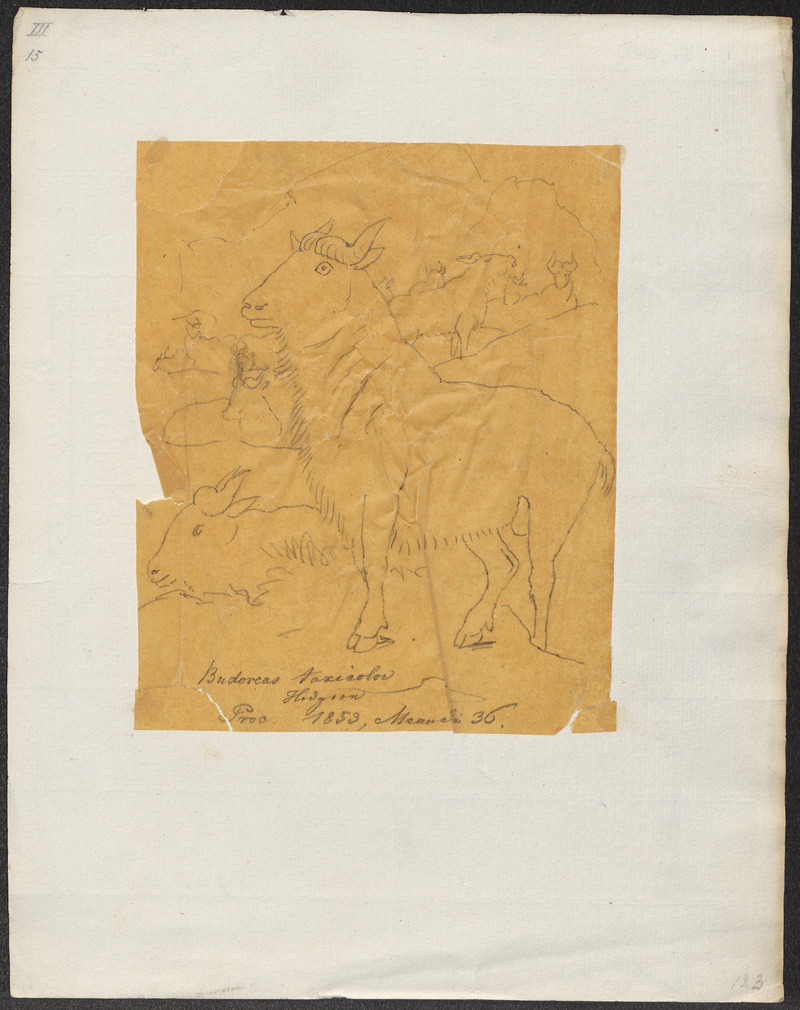 Budorcas taxicolor - 1853 - Print - Iconographia Zoologica - Special Collections University of Amsterdam - UBA01 IZ21400191.jpg