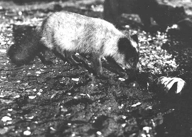 Blue Fox, Cat Island, ca 1912 (THWAITES 332).jpeg
