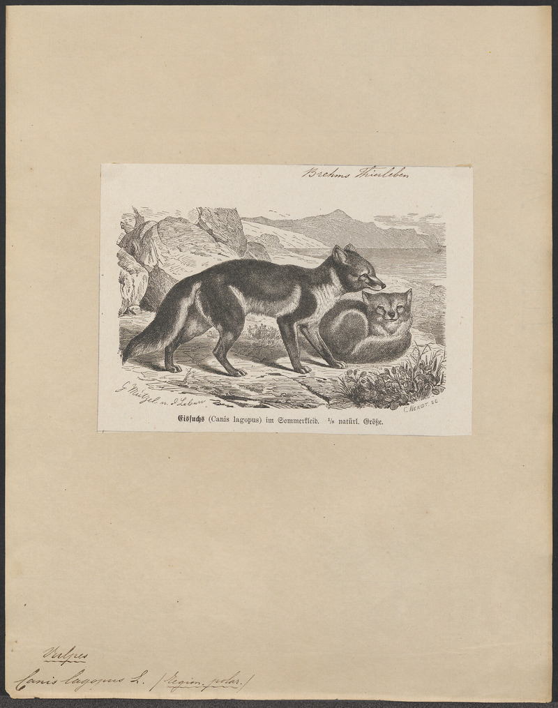 Canis lagopus - 1700-1880 - Print - Iconographia Zoologica - Special Collections University of Amsterdam - UBA01 IZ22200285.jpg