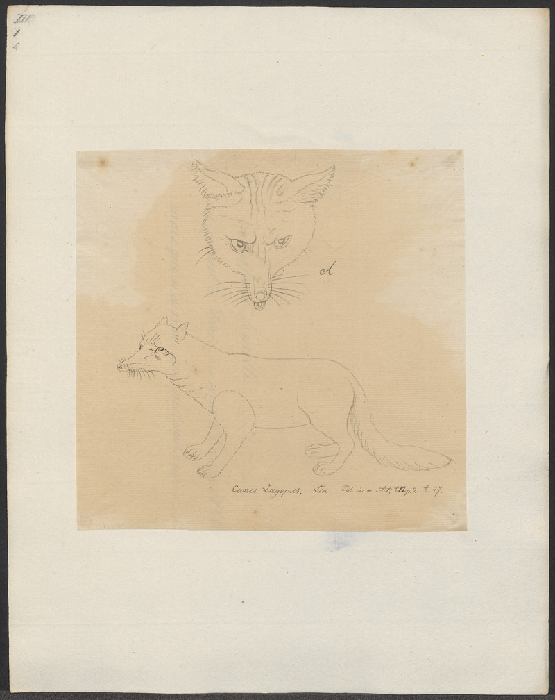 Canis lagopus - 1700-1880 - Print - Iconographia Zoologica - Special Collections University of Amsterdam - UBA01 IZ22200287.jpg