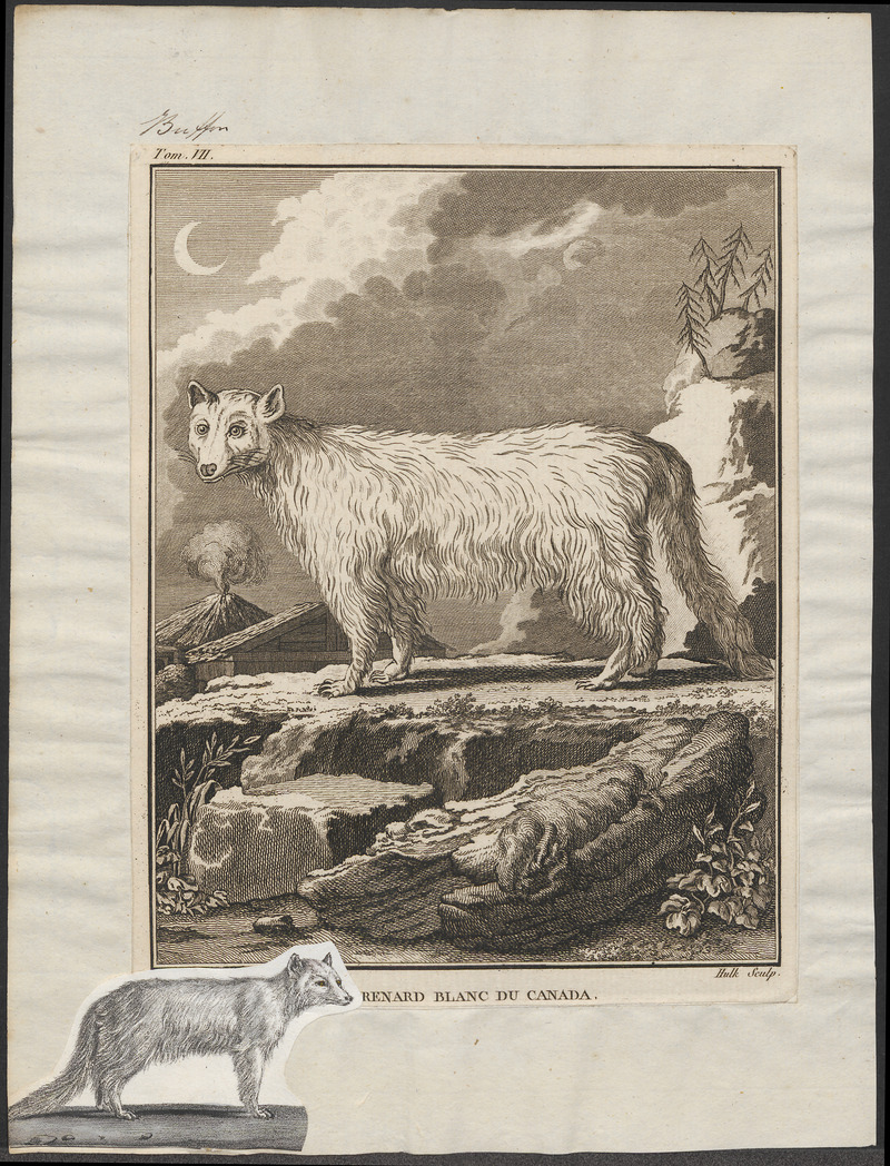 Canis lagopus - 1700-1880 - Print - Iconographia Zoologica - Special Collections University of Amsterdam - UBA01 IZ22200291.jpg