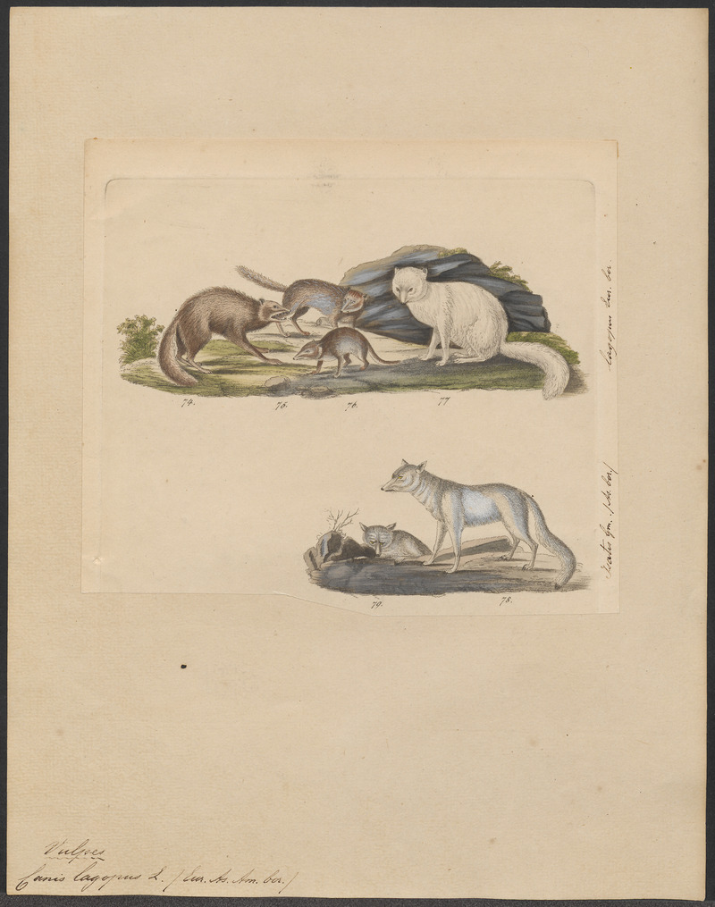 Canis lagopus - 1834 - Print - Iconographia Zoologica - Special Collections University of Amsterdam - UBA01 IZ22200283.jpg