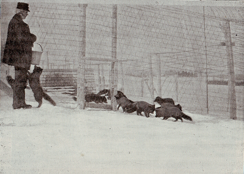 Feeding the blue foxes (c. 1901).jpg