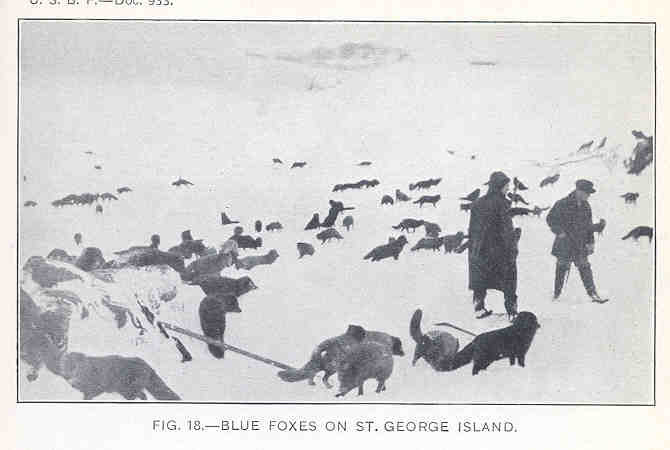 FMIB 34774 Blue Foxes on St George Island.jpeg