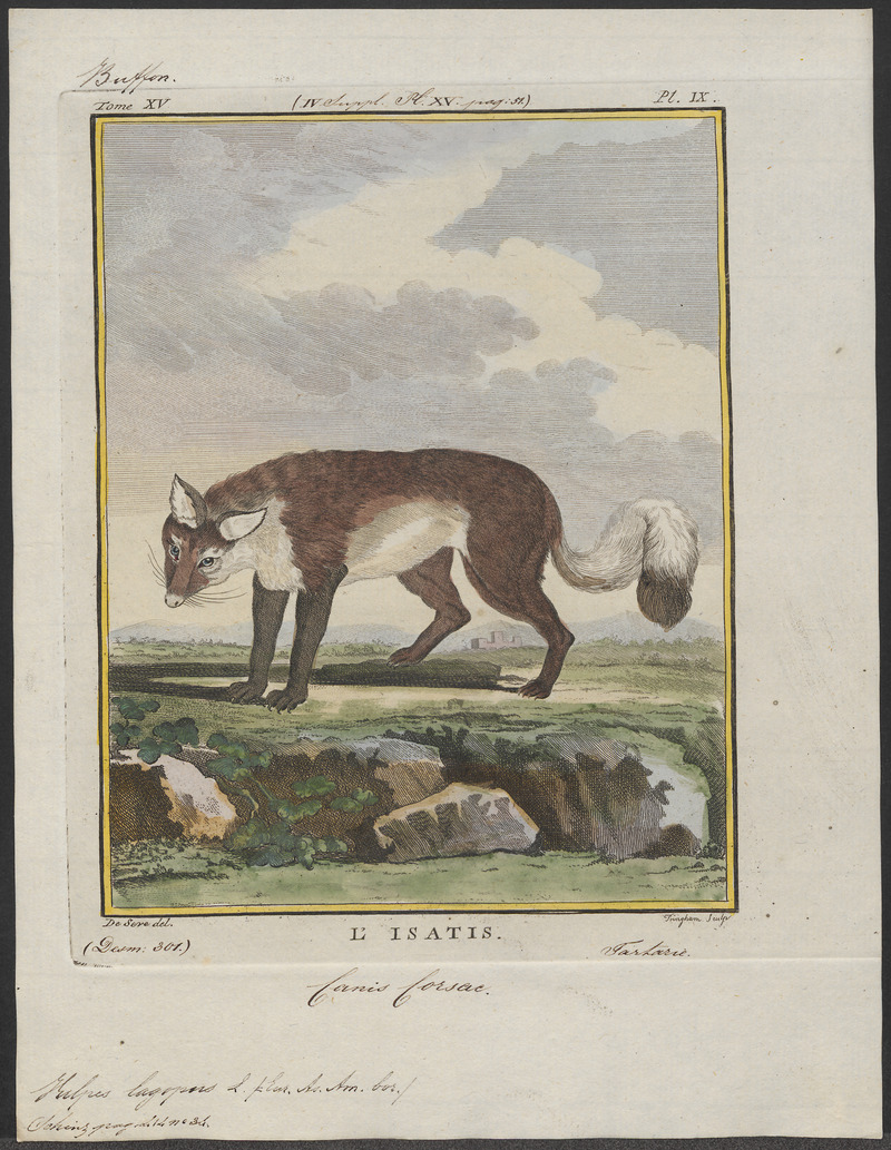 Vulpes lagopus - 1700-1880 - Print - Iconographia Zoologica - Special Collections University of Amsterdam - UBA01 IZ22200289.jpg