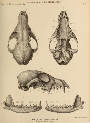 British Pleistocene Mammalia (1866) Arctic Fox Cranium.png