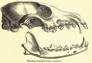 Lagopus skull.jpg