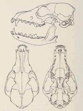 Mammals of northern Alaska on the Arctic slope (1956) Alopex lagopus inuitus skull.png