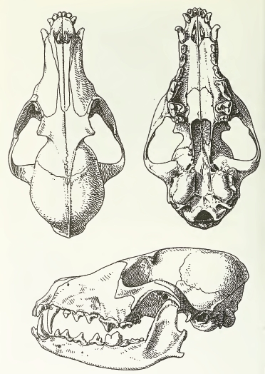 MSU V2P1a - Alopex lagopus skull.png