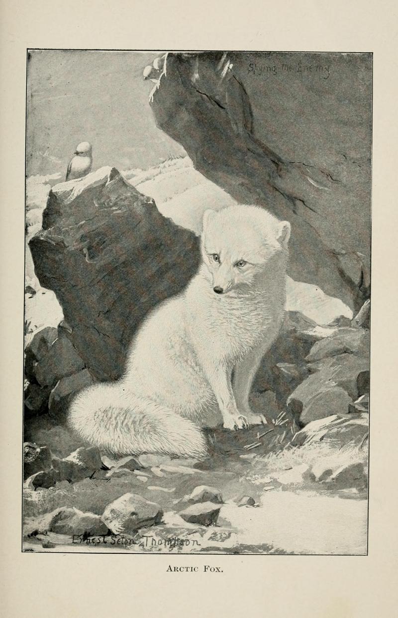 Four-footed Americans and their kin (Plate 14) BHL9418313.jpg