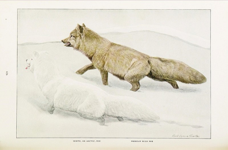 The larger North American mammals (Page 426) (6871378566).jpg