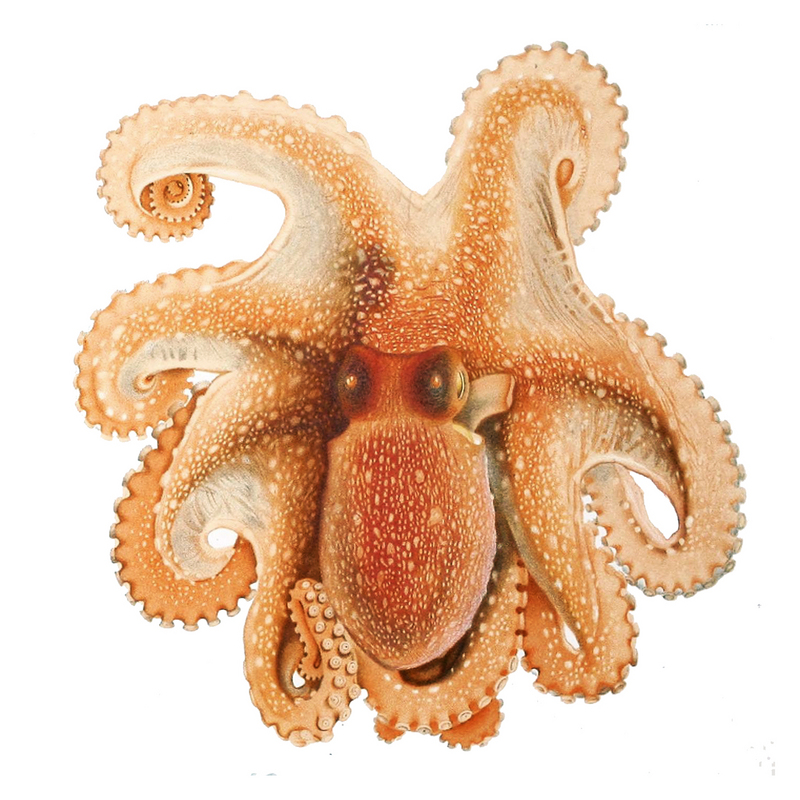 Octopus salutii Merculiano - spider octopus (Octopus salutii).jpg