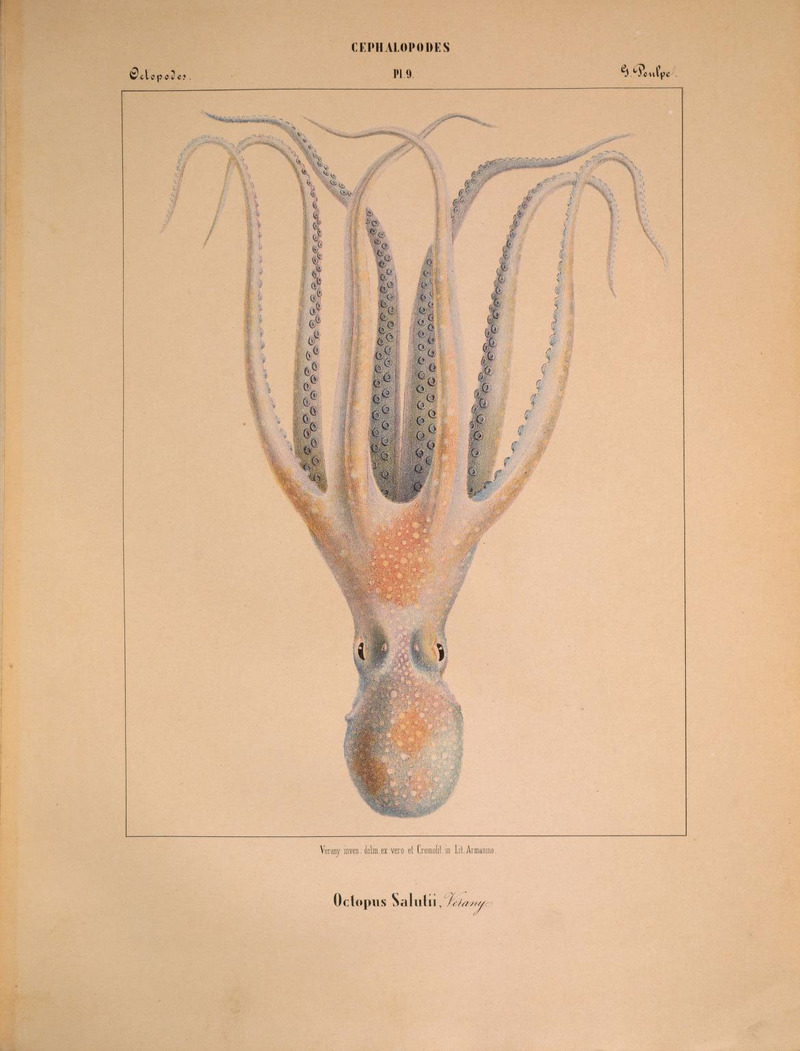 Mollusques méditeranéens (!) (6263519085).jpg