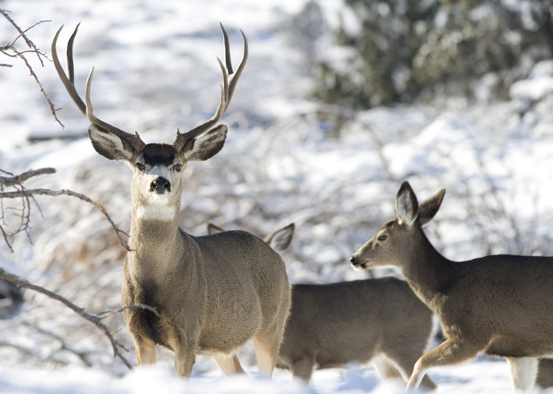 Mule deer elk creek b myatt (5489215221) - mule deer (Odocoileus hemionus).jpg