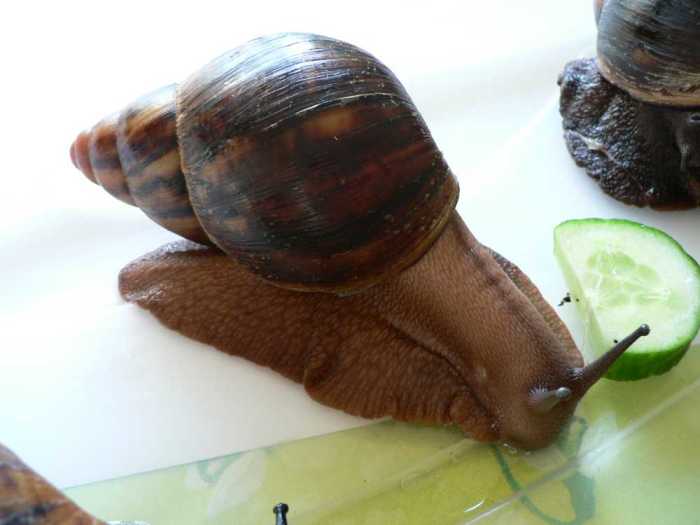 Archachatina marginata ovum - giant West African snail (Archachatina marginata).jpg