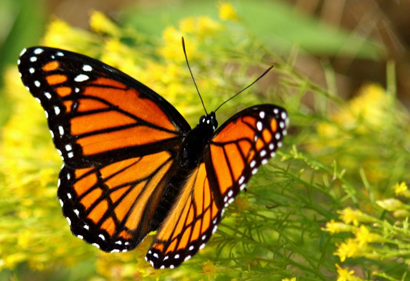 2748 Very Viceroy (3081894385) - viceroy butterfly (Limenitis archippus).jpg
