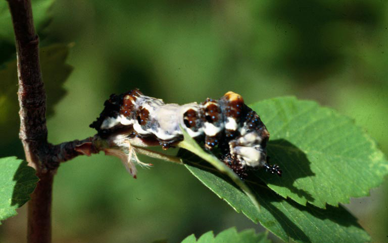 Limenitis archippus larva.jpg