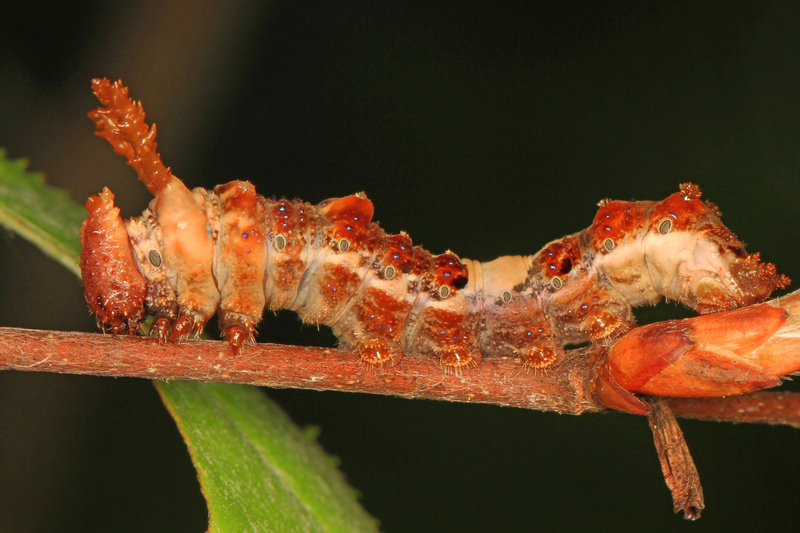 Viceroy caterpillar - Limenitis archippus, Jones Preserve, Washington, Virginia - 26822355751.jpg
