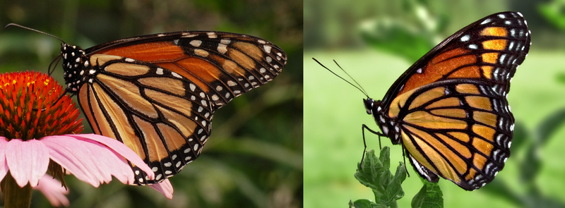 Monarch Viceroy Mimicry Comparison.jpg