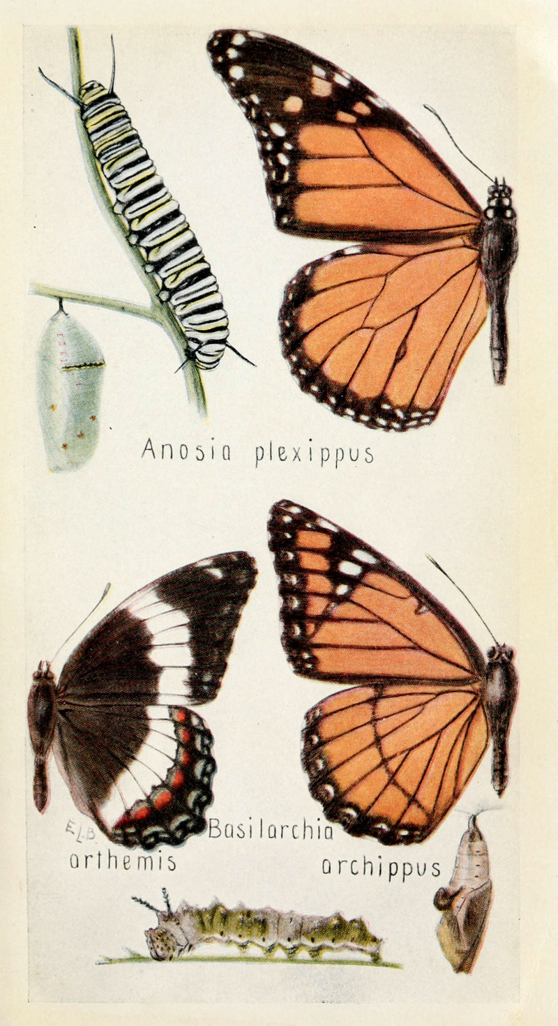 Field book of insects (6244367298).jpg