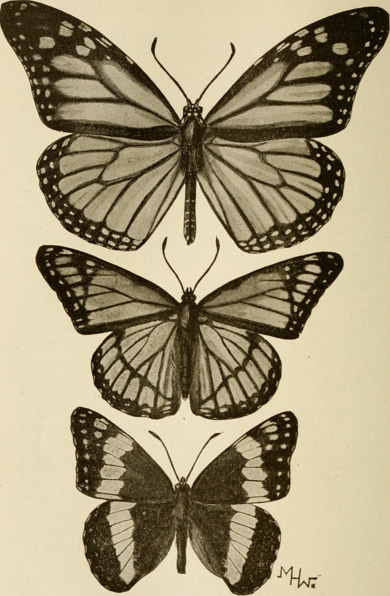 Animal studies (1903) (18011661310).jpg