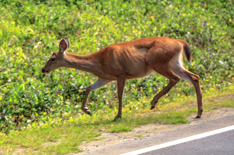 Haida Gwaii (Queen Charlotte Islands) - Graham Island - Sitka Black-Tailed Deer (Odocoileus hemionus sitkensis) - (20939560023).jpg