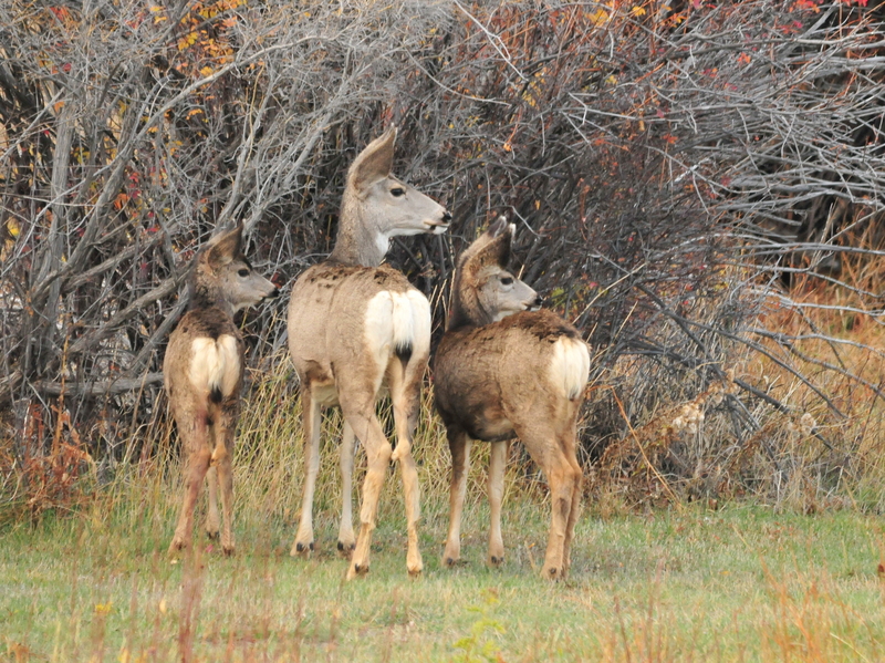 Mule Deer Doe and Fawns SW Wyoming (23204526004).jpg