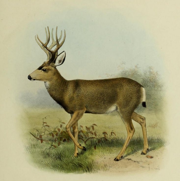 The deer of all lands (1898) Mule deer.png