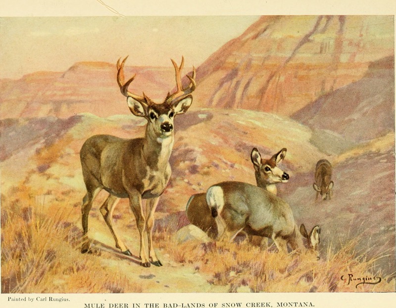 The American natural history - a foundation of useful knowledge of the higher animals of North America (1914) (14597535607).jpg