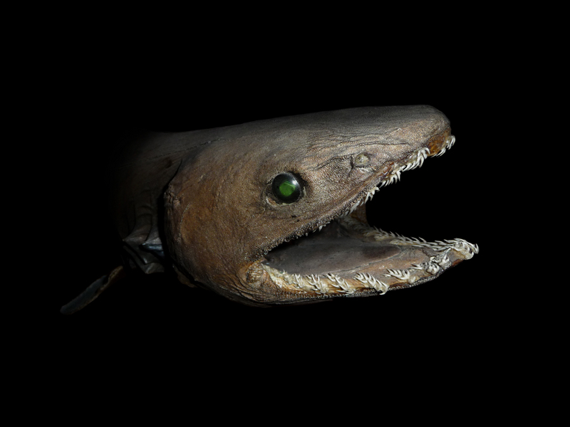 Chlamydoselachus anguineus head - frilled shark (Chlamydoselachus anguineus).jpg