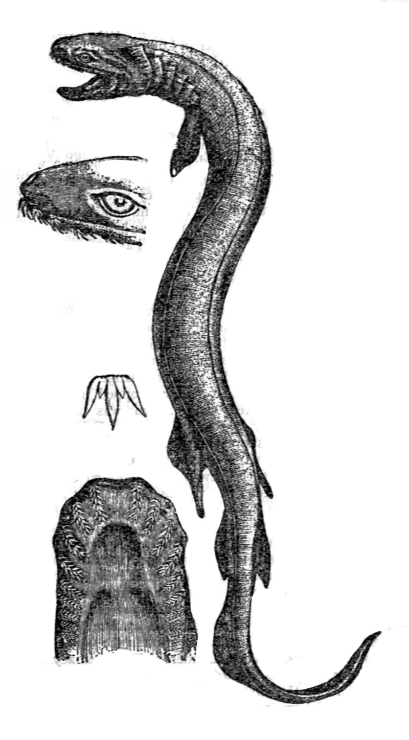 Chlamydoselachus anguineus Britannica.jpg