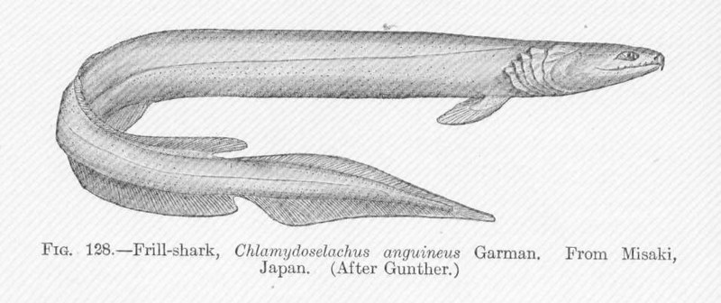 FMIB 51665 Frill-Shark, Chlamydostelanca anguineus Garman From Misaki, Japan.jpeg