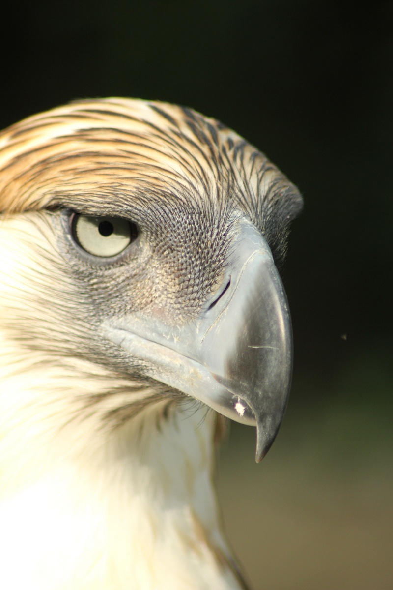 Philippine Eagle in Davao - great Philippine eagle (Pithecophaga jefferyi).JPG