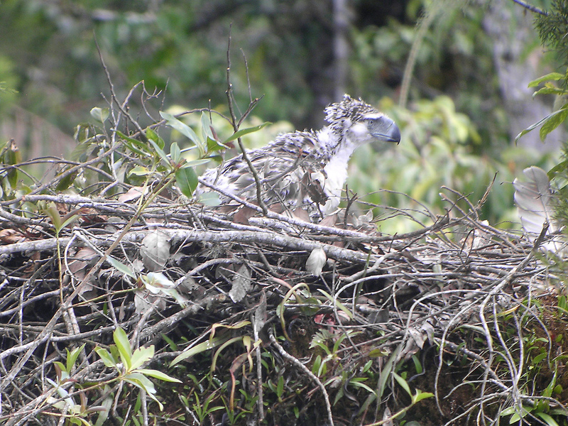 Philippine Eagle nestling.jpg