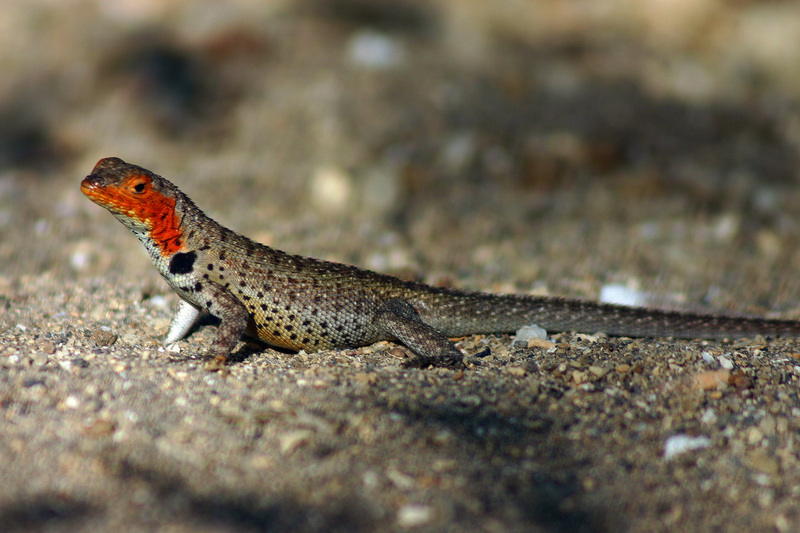 Galápagos lava lizard (Microlophus albemarlensis) female.jpg