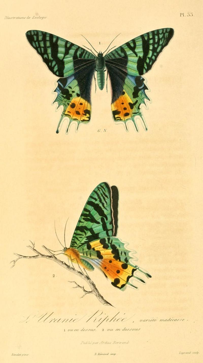 Chrysiridia rhipheus 1831.jpg
