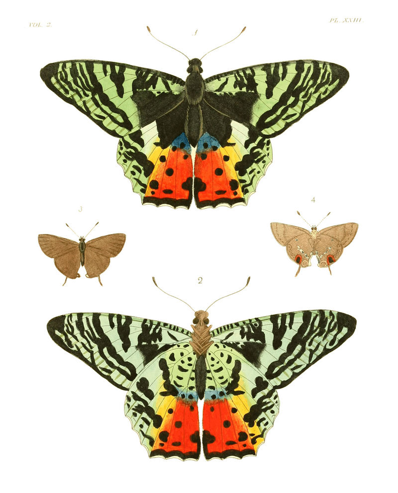 Illustrations of Exotic Entomology II 23.jpg