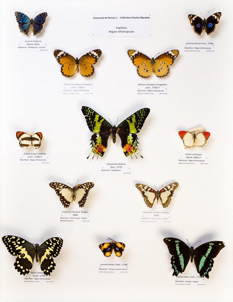 Université de Rennes 1, collection Charles Oberthür, papillons, région afrotropicale.jpg